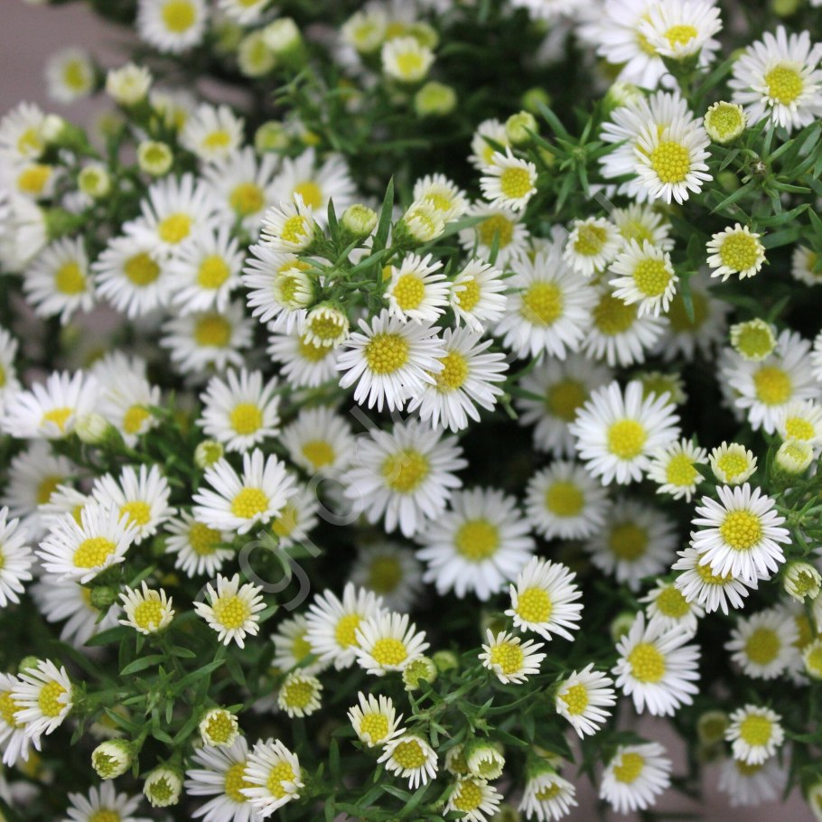 Астра Альпийская Альпинус