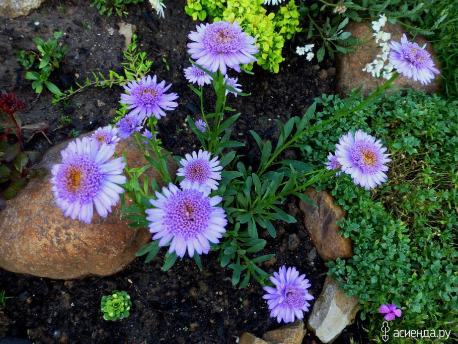 Aster Tongolensis