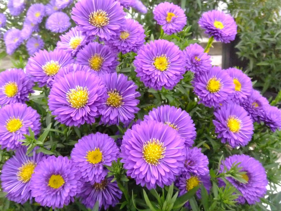 Хризантема мультифлора трики Вайт