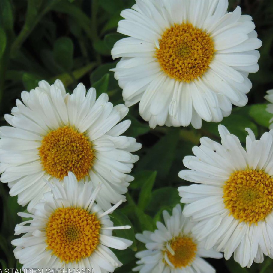 Астра Aster Alpinus Albus
