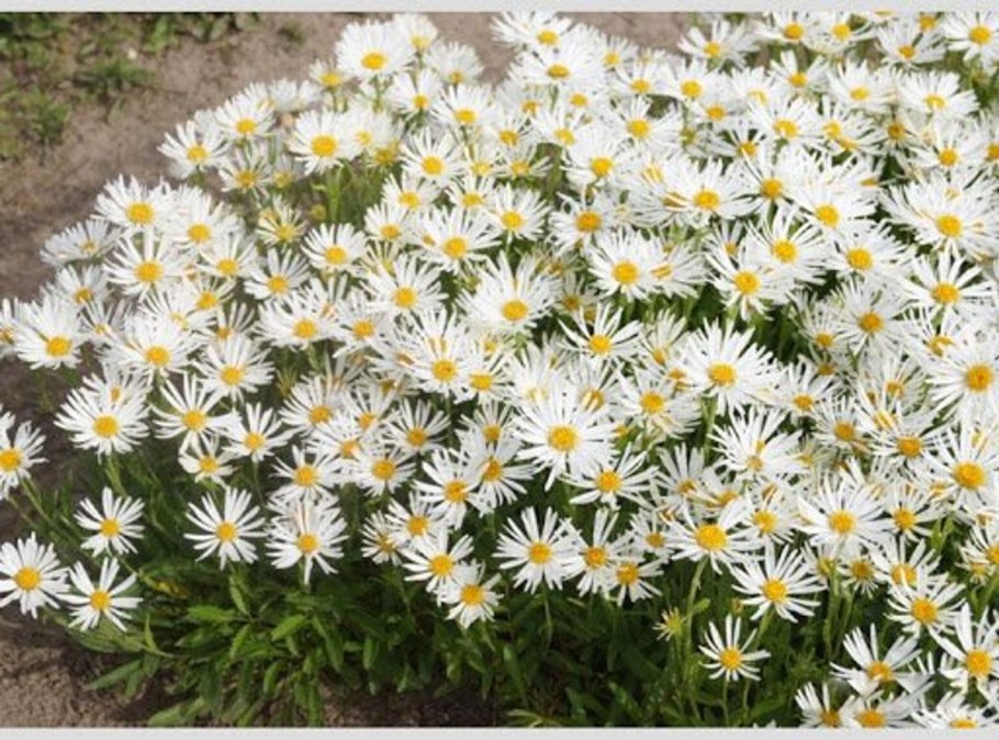 Aster Alpinus White