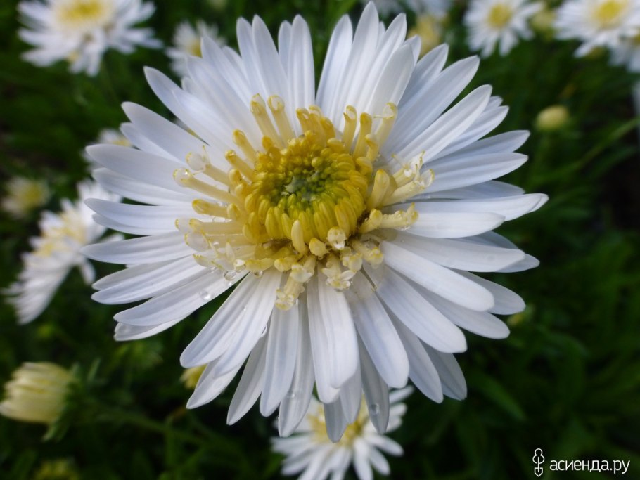 Астра Альпийская Albus