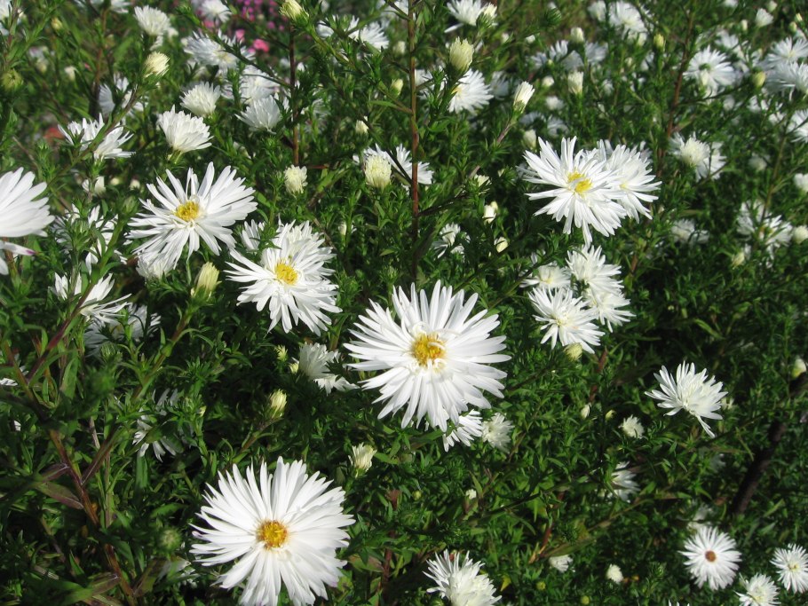 Aster Alpinus White
