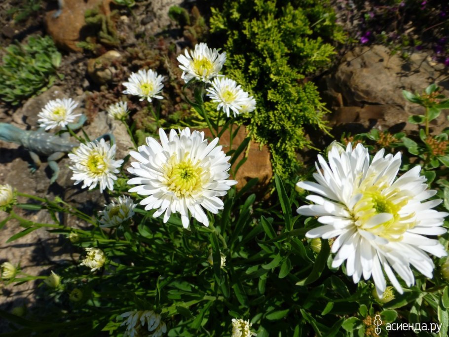Natural Color в Aster