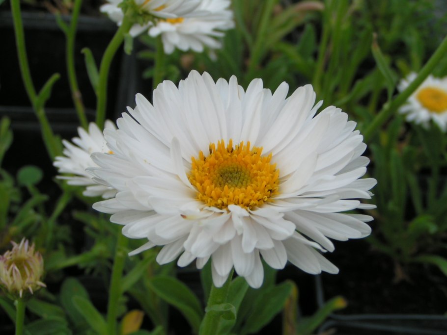 Астра Полевая Ромашковая