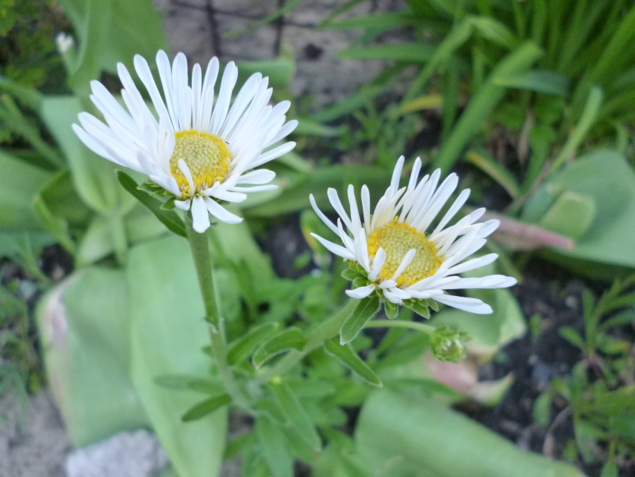 Астра Альпийская Альбус