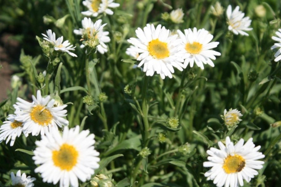 Астер Вайт Астра