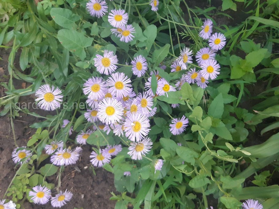 Астра Альпийская многолетняя махровая