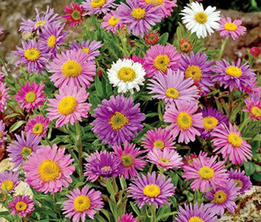 Астра Альпийская многолетняя белая