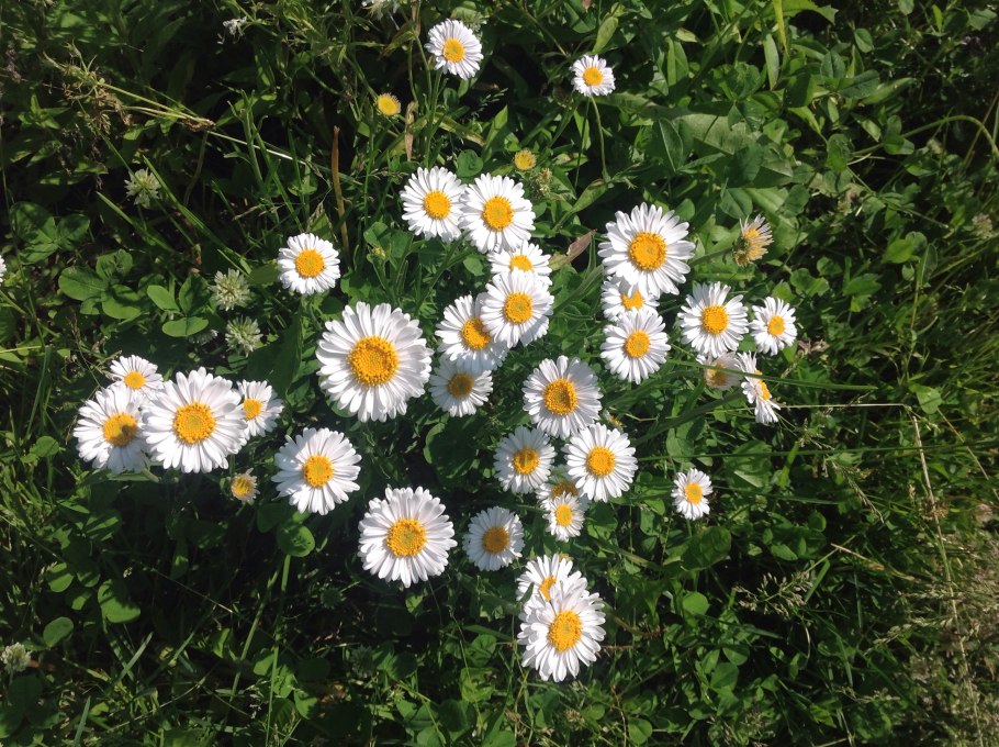 Астра Альпийская Голиаф