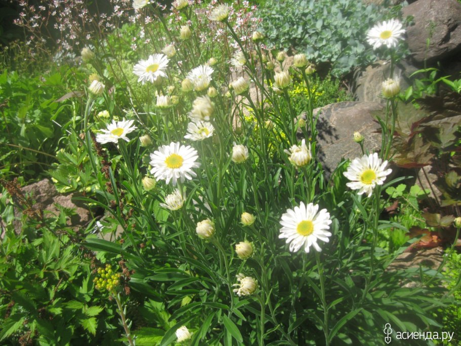 Астра Альпийская Уайт Бьюти