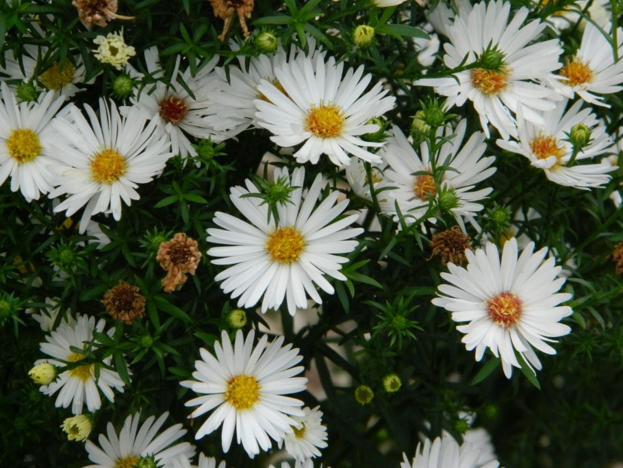 Эригерон Альпийский