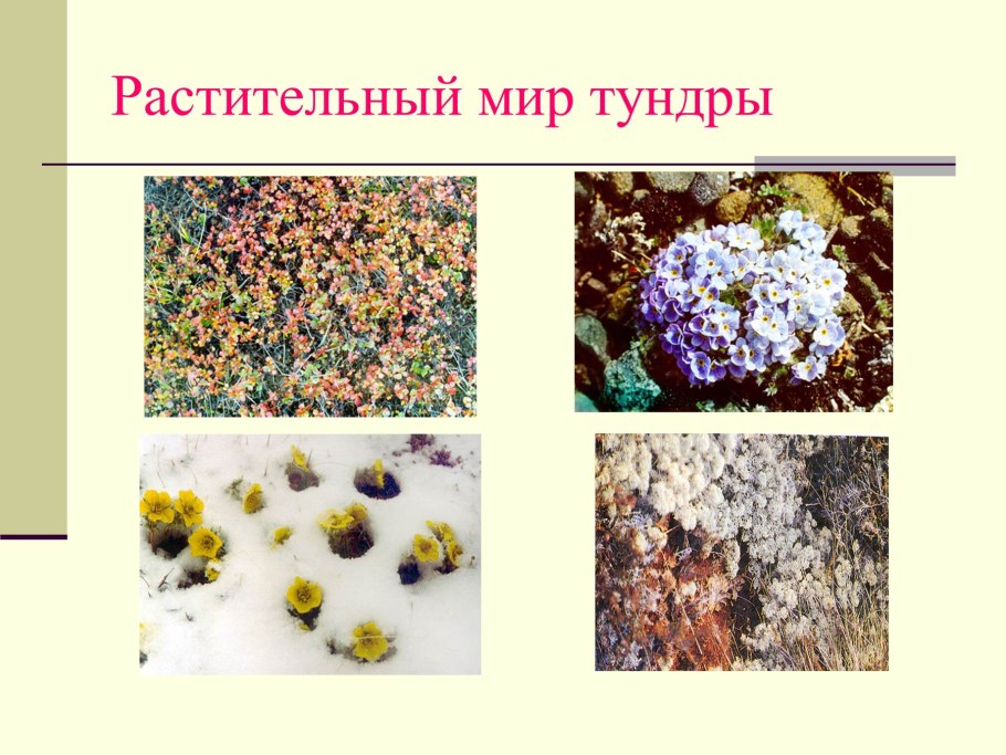 Моховая тундра