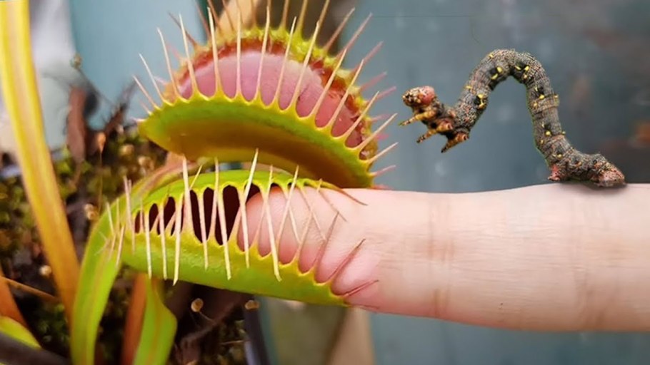 Цветок Пожиратель мух