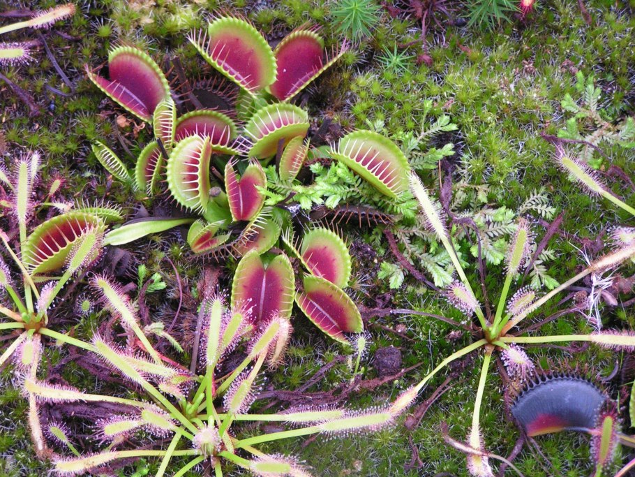 Nepenthes pudica