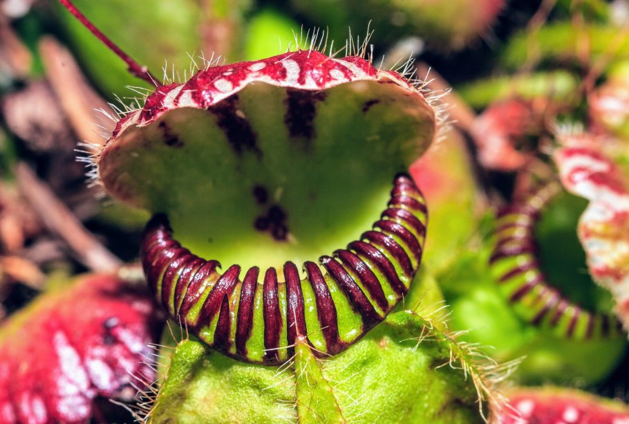 Венерина мухоловка гигантская