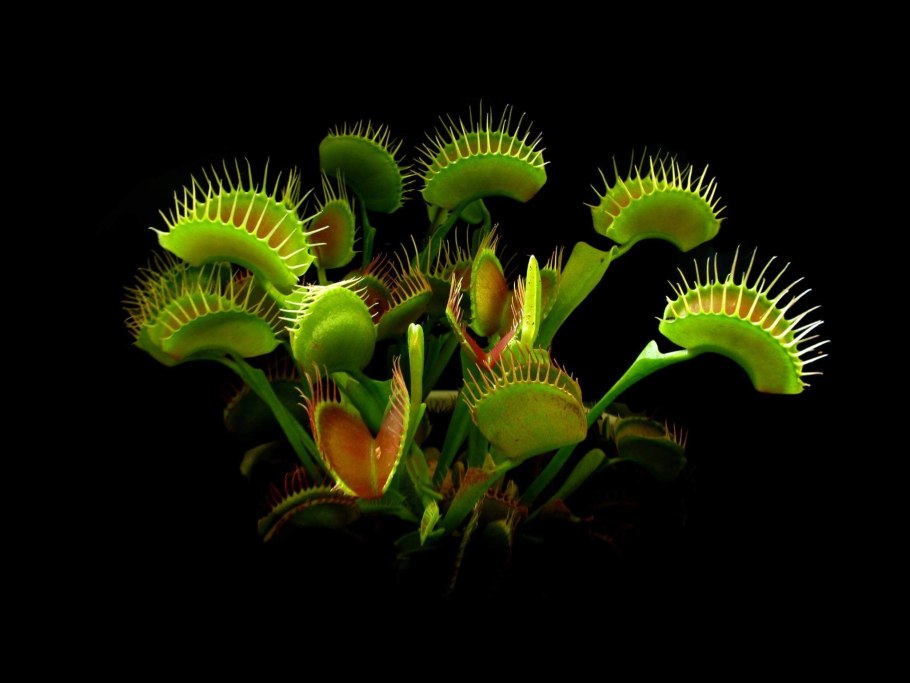 Королевская росянка