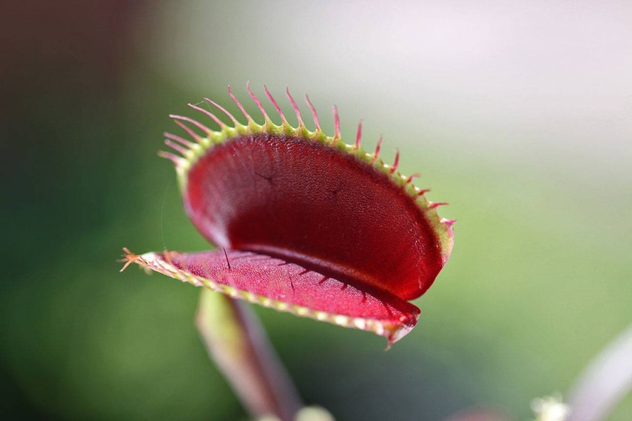 Carnivorous repotting Mix 2л