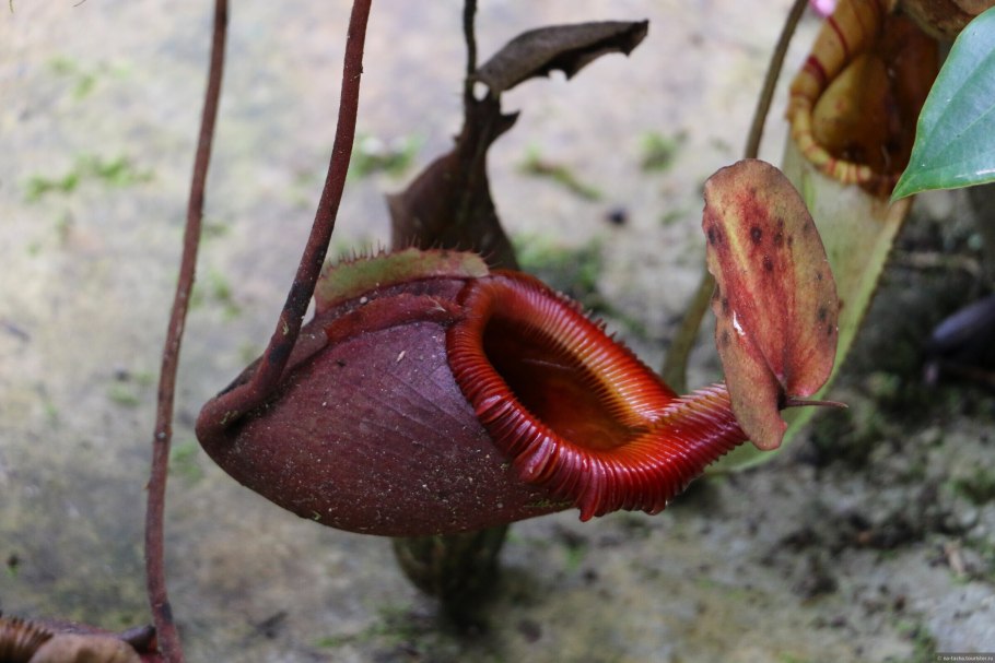 Nepenthes pudica растение