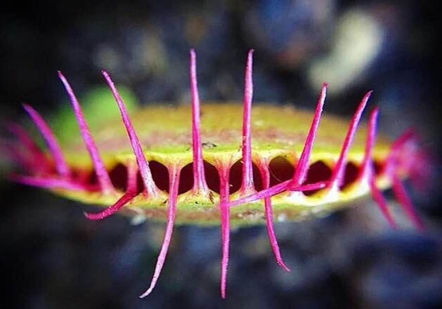 Лиана непентес