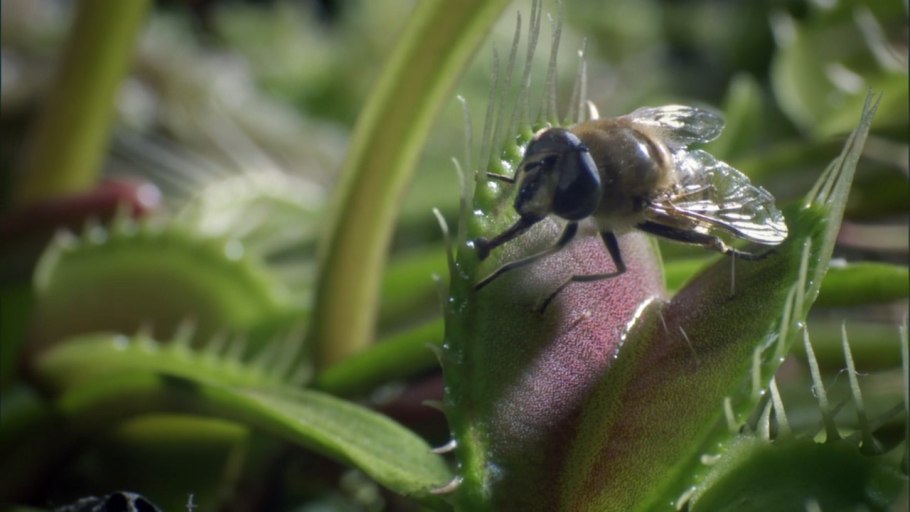 Росянка обратнояйцевидная