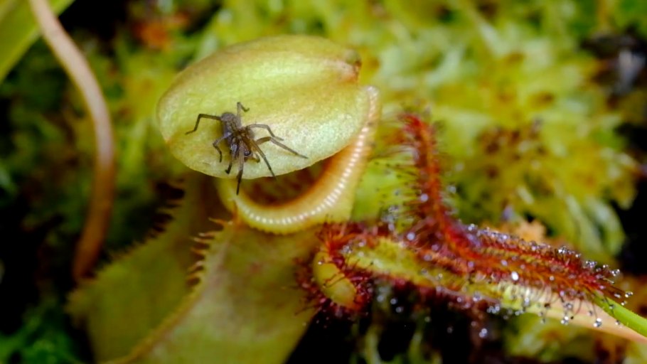 Хищные растения России