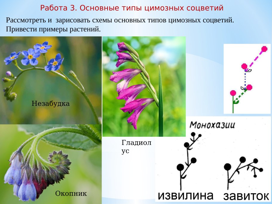 Монохазий извилина соцветие