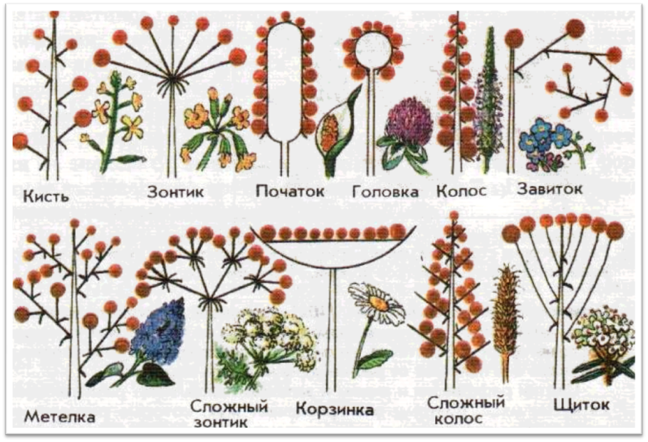Соцветия покрытосеменных растений