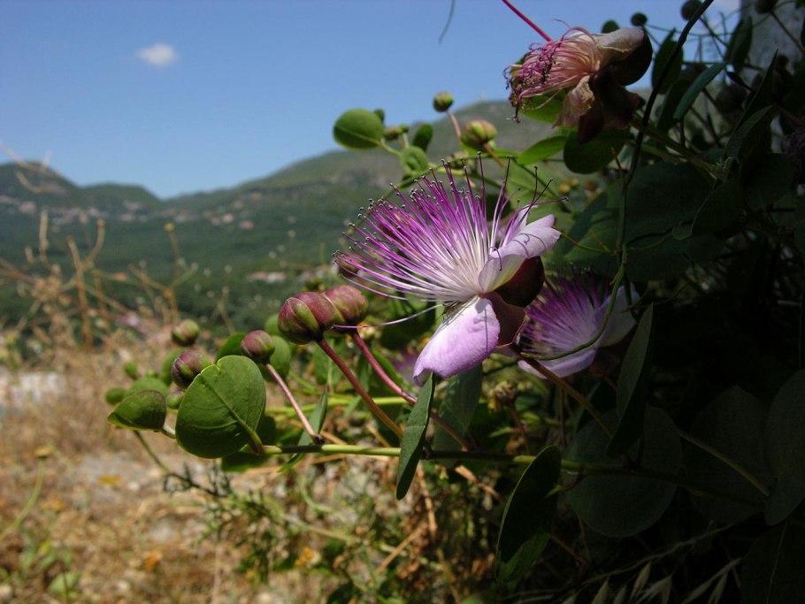 Capparis rosanowiana