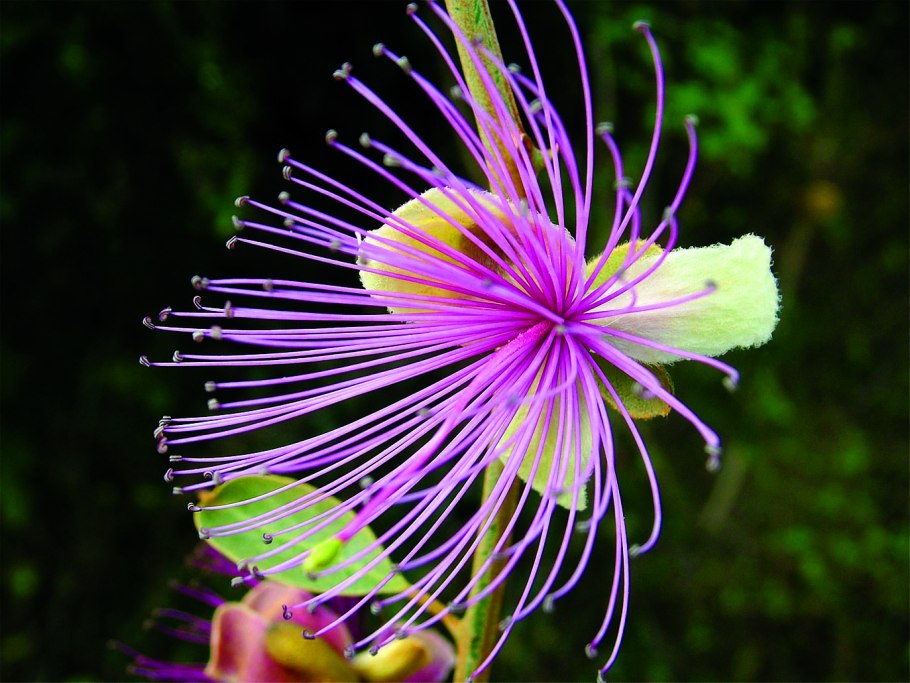 Capparis rosanowiana