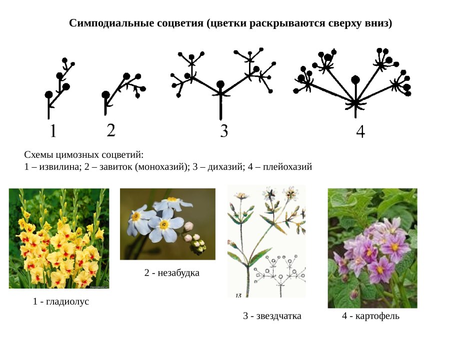 Capparis zeylanica