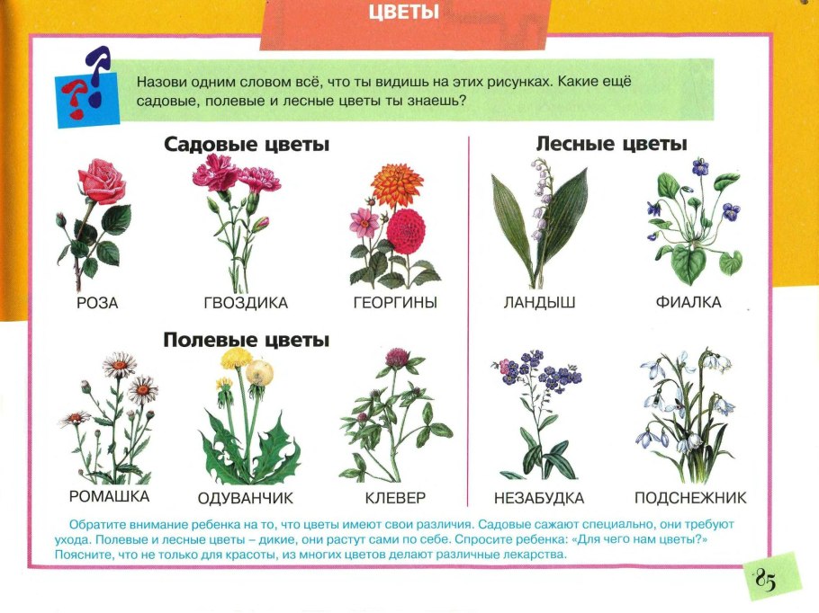 Лекарственные растения для дошкольников