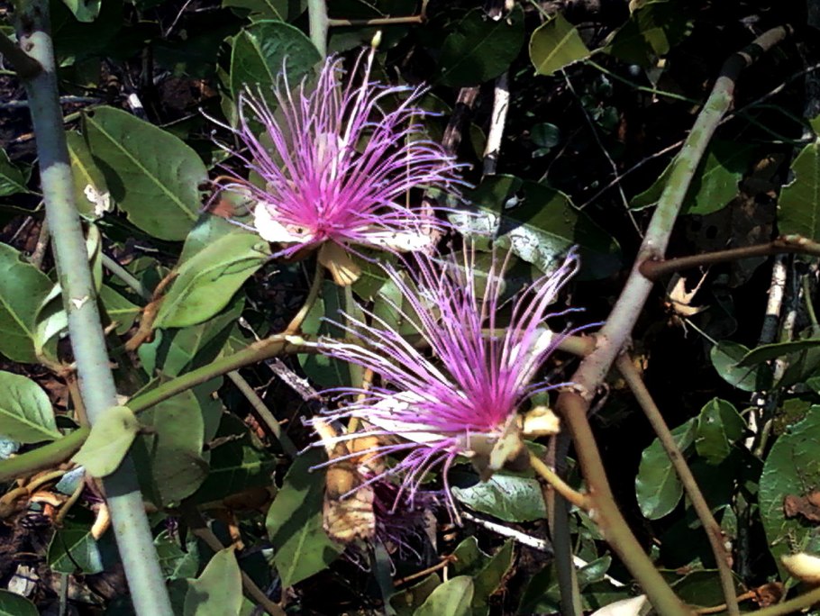 Capparis zeylanica в какие блюда?