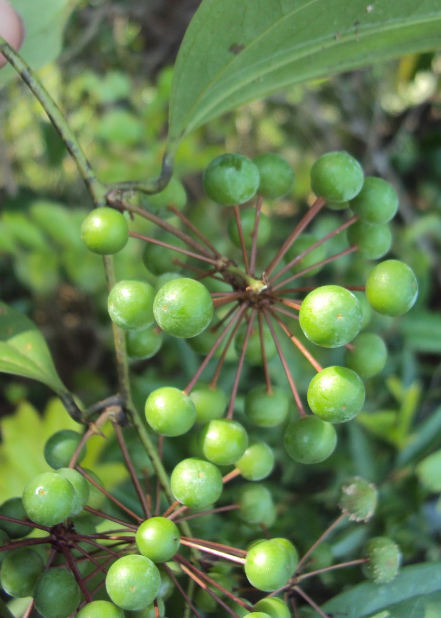 Smilax zeylanica