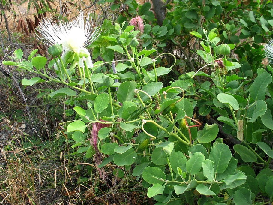 Capparis zeylanica