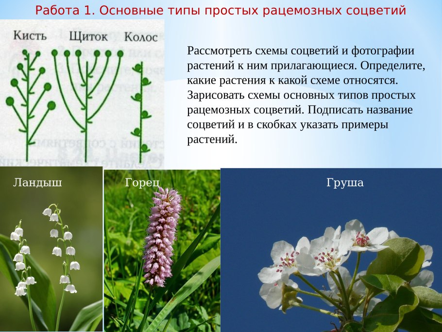 Фрондозное соцветие