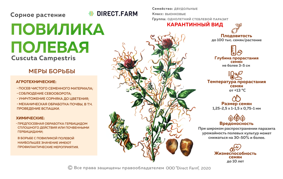 Части стебля растения