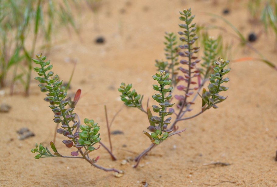 Пастушья сумка (Capsella Bursa-pastoris)