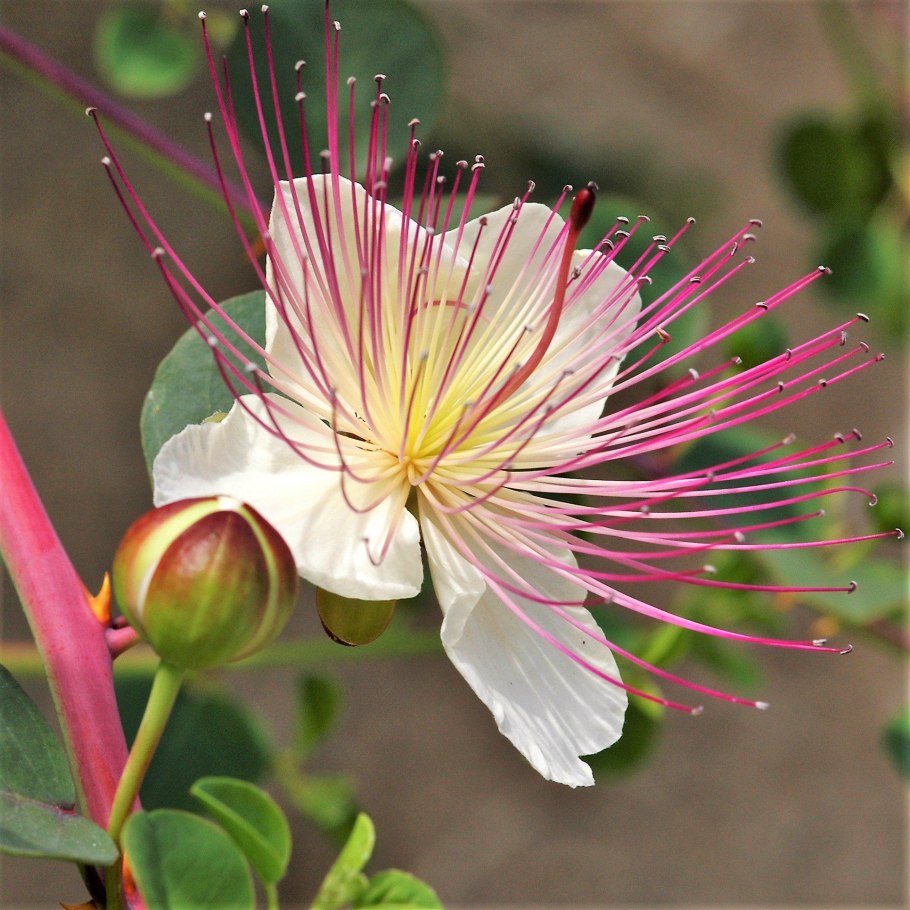 Capparis zeylanica