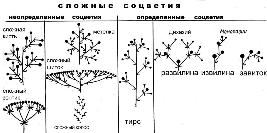 Растения перечисления