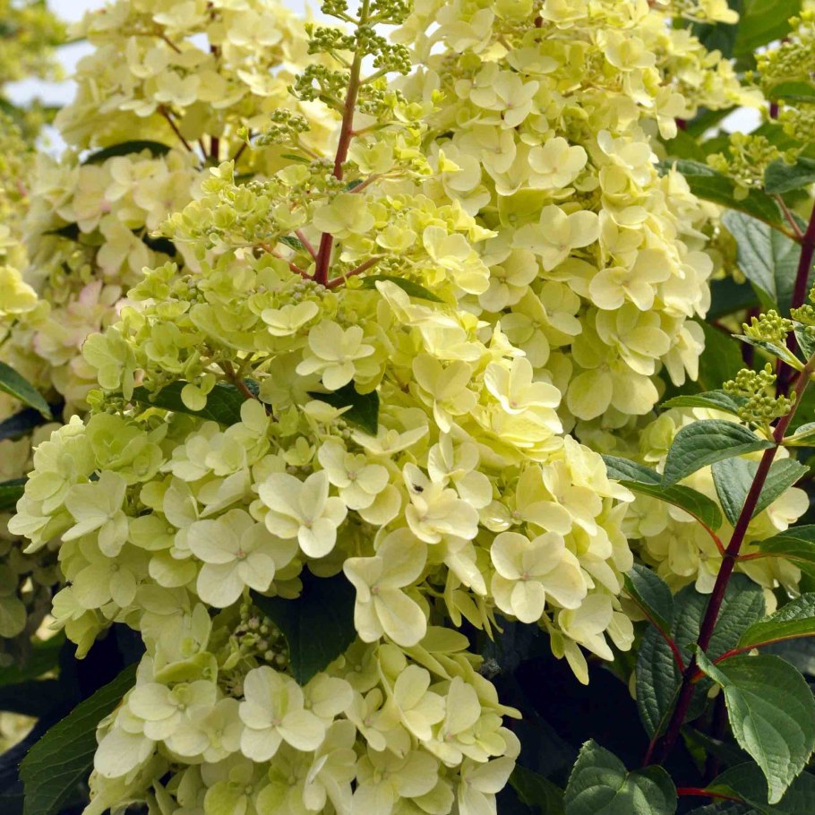 Кондилайт гортензия метельчатая