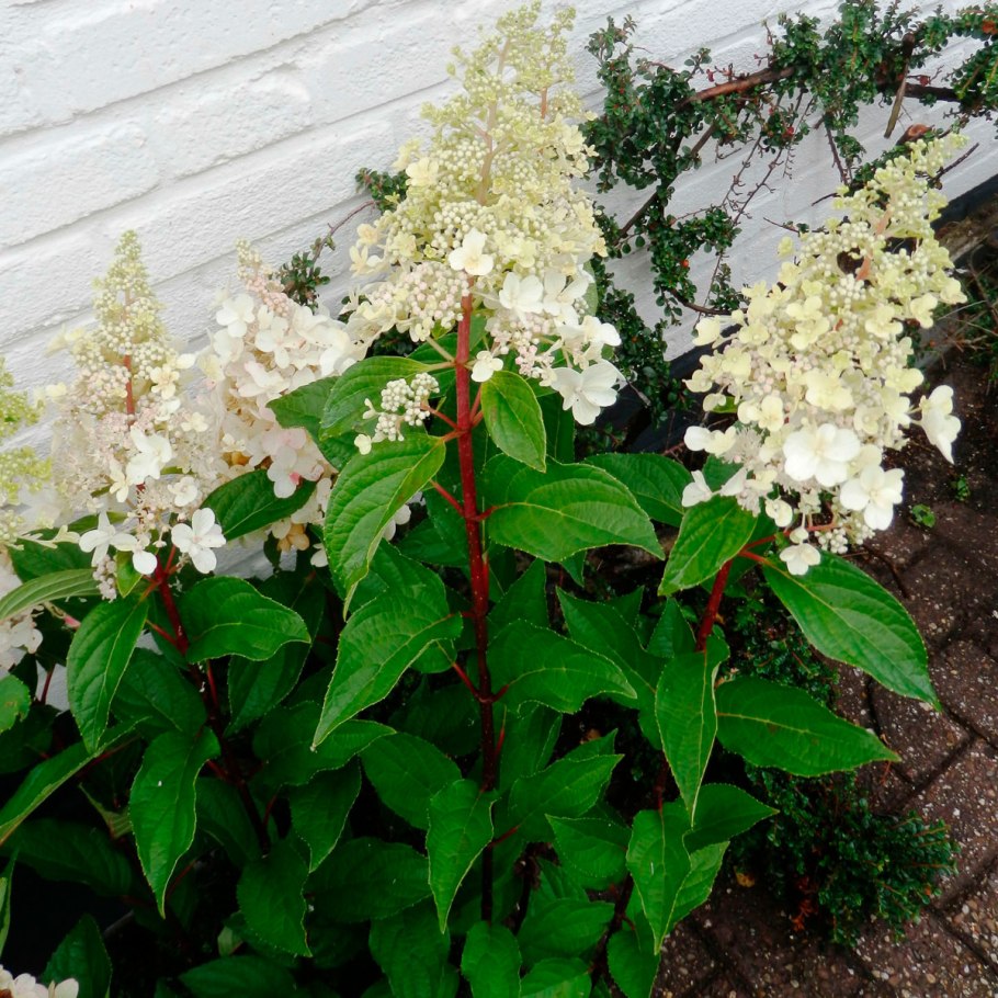 Канделайт гортензия метельчатая