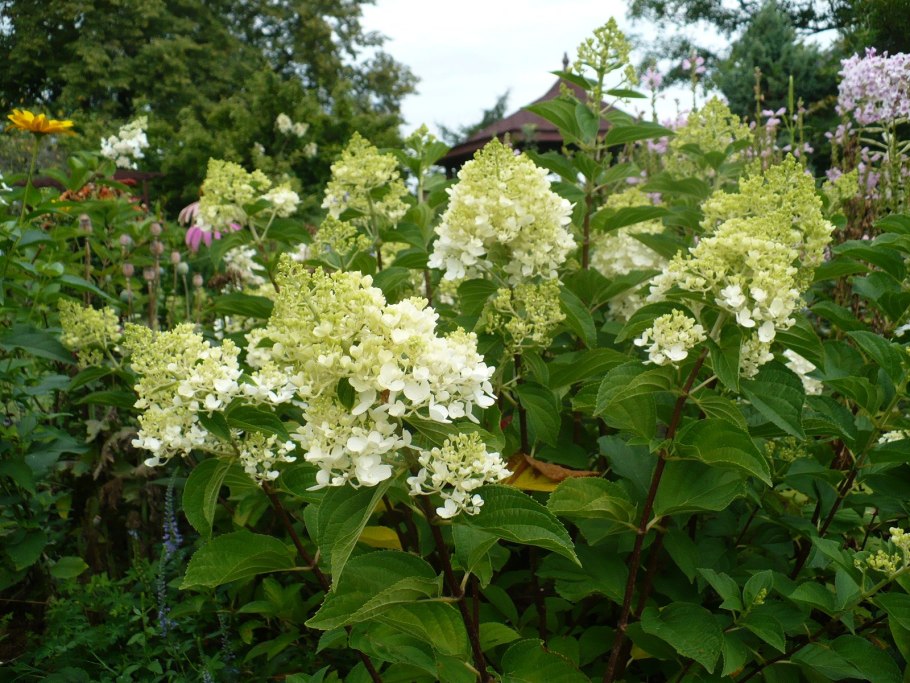 Гортензия Мэджикал Канделайт