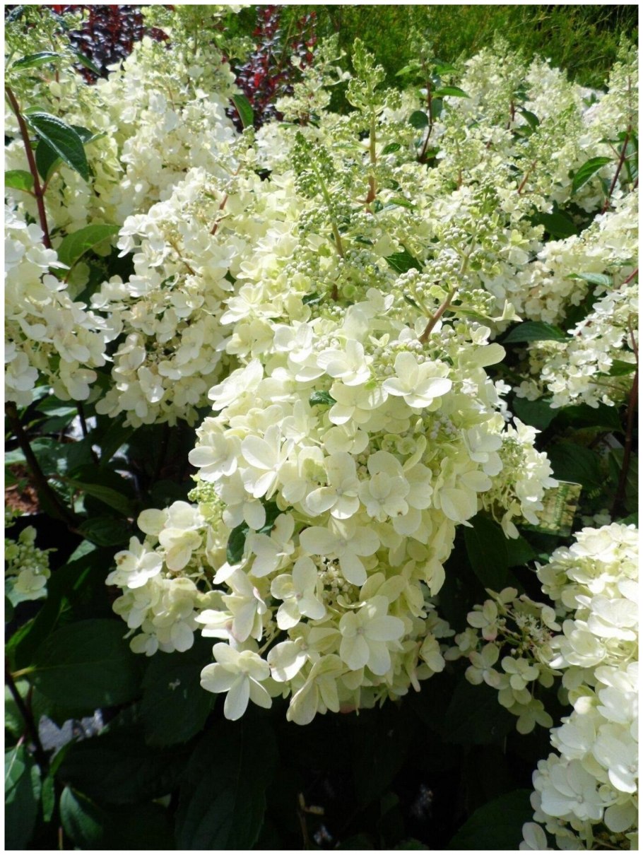 Гортензия метельчатая Мэджикал Кэндл