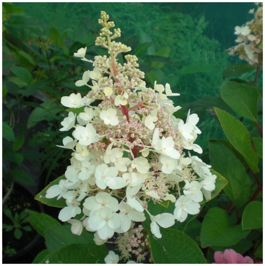 Гортензия метельчатая Мэджикал Кэндл