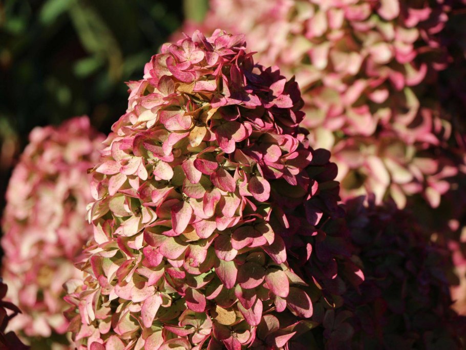 Купить Мэджикал тач в Тюмени