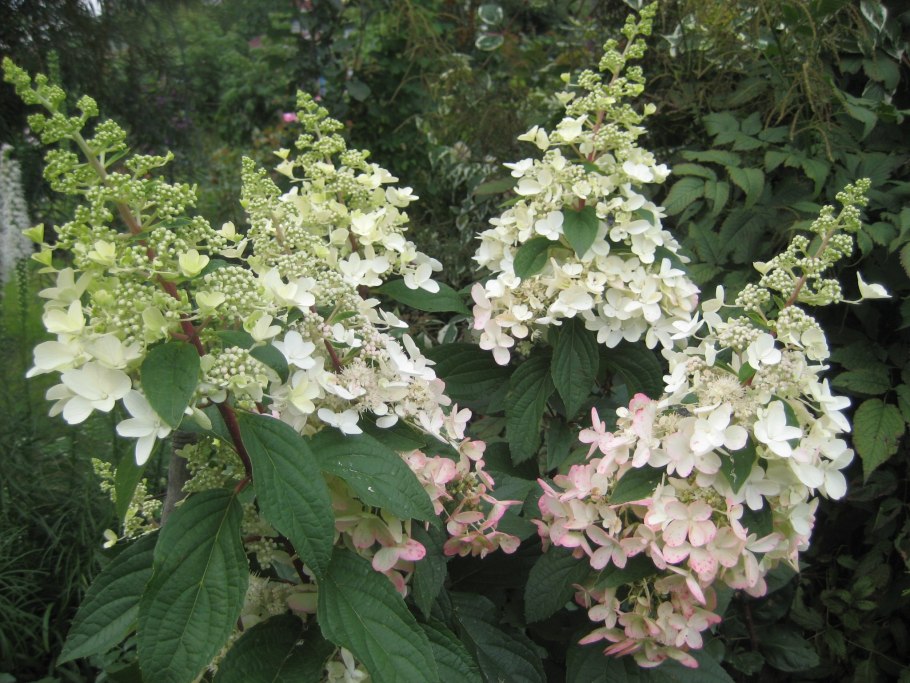 Гортензия метельчатая Candlelight