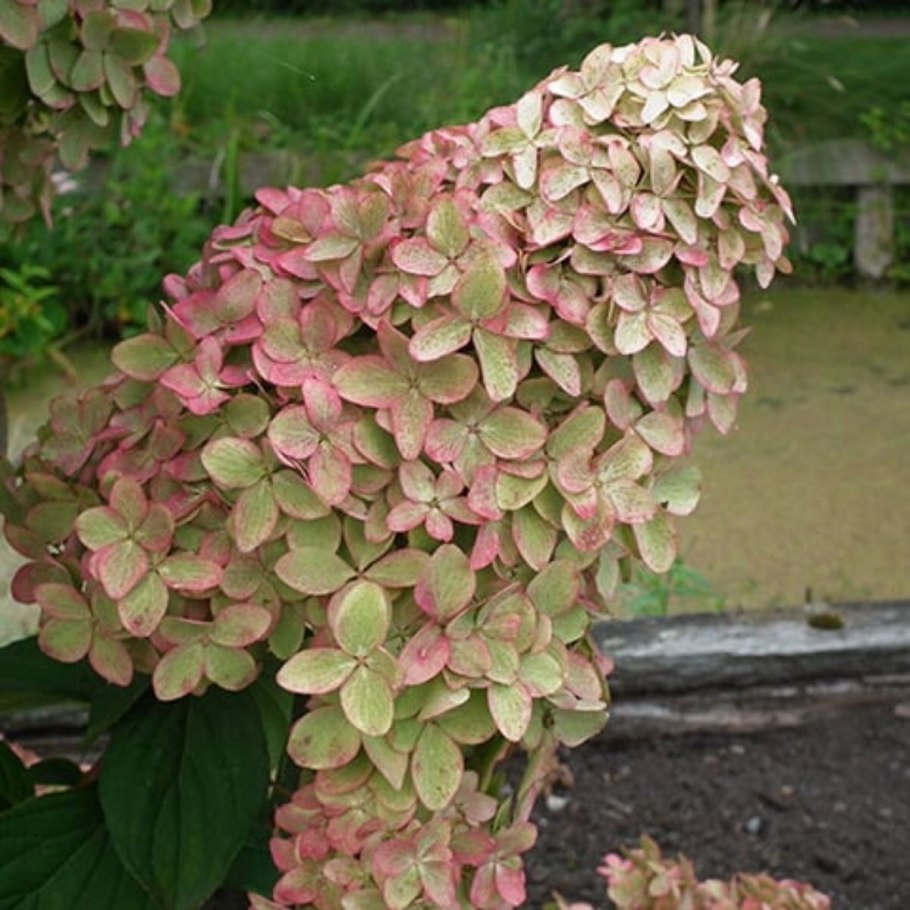 Гортензия мэджикал кэндл