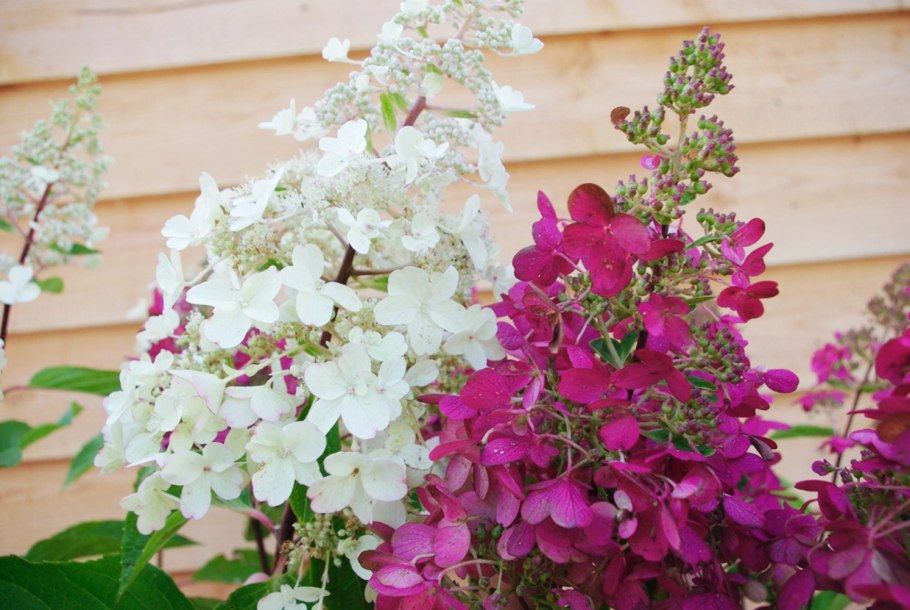 Гортензия метельчатая Candlelight