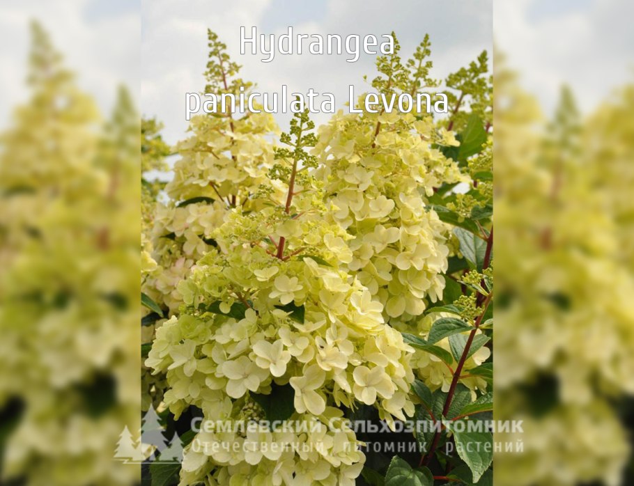 Гортензия метельчатая Кэндллайт